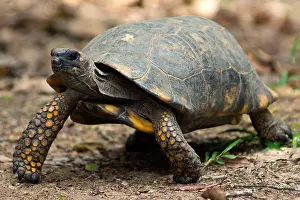 Tortoises Prints: Yellowfoot Tortoise
