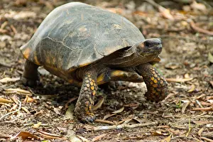 Tortoises Prints: Yellowfoot Tortoise