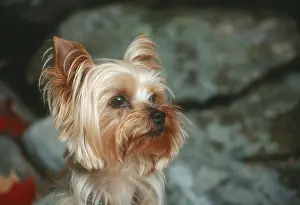 Bred Prints: Yorkshire Terrier