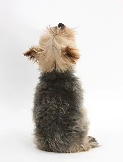 Back Prints: Yorkshire Terrier or Yorkie Dog from the Back