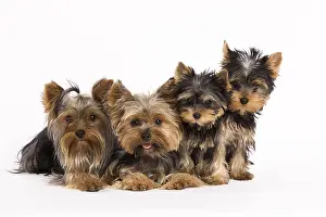 Studio Prints: Four Yorkshire Terriers or Yorkies