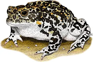 California Prints: Yosemite Toad