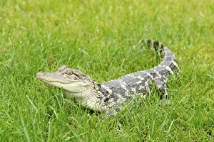 Juvenile Prints: Young American Alligator in Grass