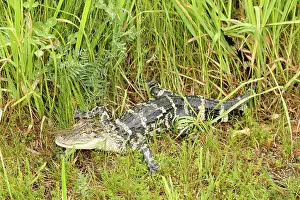 Squamata Prints: Young American Alligator in Grass
