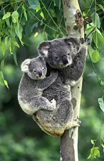 Tree Prints: Young Koala Joey Hugging its Mother Koala Bear in a Tree, Australia