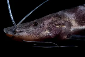 Zebra Prints: Zebra Catfish