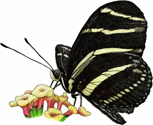 Zebra Prints: Zebra longwing butterfly