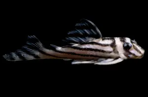 Zebra Plecostomus