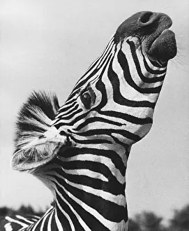 Equus Prints: Zebra