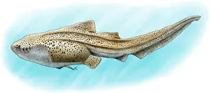 Zebra Prints: Zebra Shark
