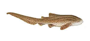 Zebra Prints: Zebra Shark (Stegostoma fasciatum)
