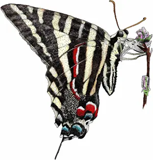 Insect Prints: Zebra Swallowtail Butterfly