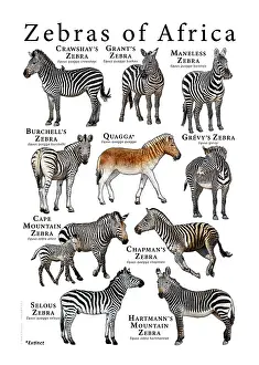 Poster Prints: Zebras of Africa