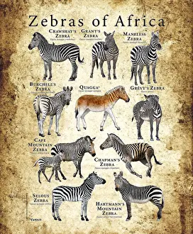 Field Prints: Zebras of Africa