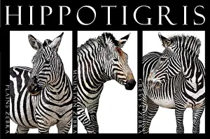 Plain Prints: Zebras, Poster