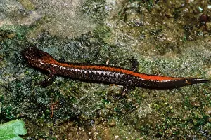 Arkansas Prints: Zig-Zag Salamander
