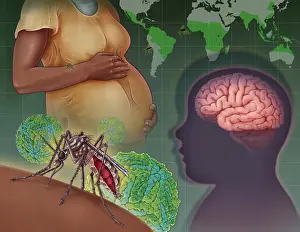 Pathogen Prints: Zika Virus, illustration