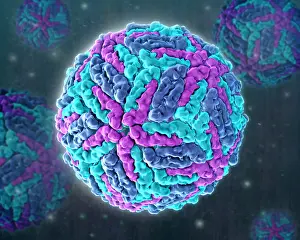 Best Sellers Part IV Prints: Zika virus, Molecular Model
