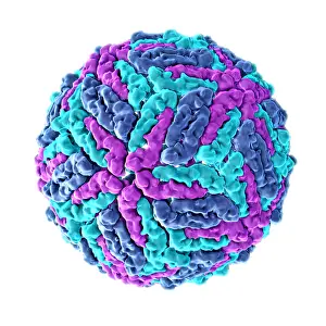 Pathogen Prints: Zika virus, Molecular Model