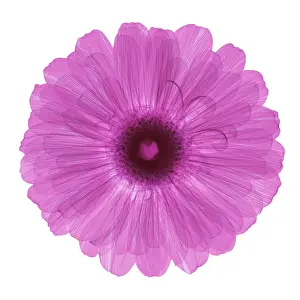 Blooming Prints: Zinnia Flower, X-ray