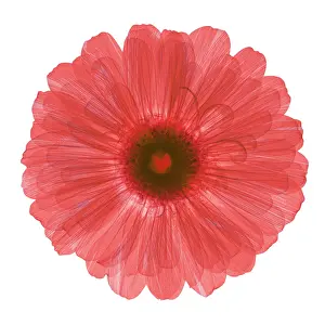 Flowering Prints: Zinnia Flower, X-ray